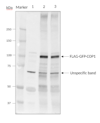 COP1 | E3 ubiquitin-protein ligase COP1 in the group Antibodies Plant/Algal / Developmental Biology / Photomorphogenesis at Agrisera AB (Antibodies for research) (AS20 4399)